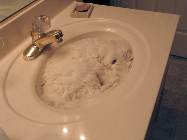 funny-liquid-cats-4.jpg