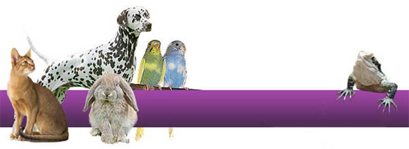 303-petindustrycomau-md.jpg 303-petindustrycomau-md.jpg